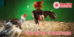 Loại hình tổng hợp đá gà Campuchia trực tuyến 